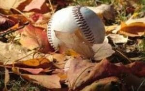 A White Baseball on Dried Leaves
