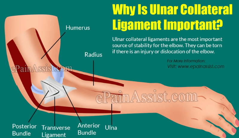 Ulnar Collateral Ligament (UCL): How it Has Changed the Game - Men's ...